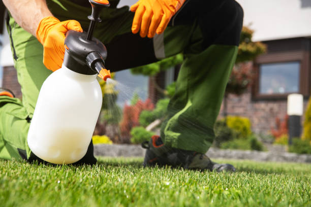 Best Wasp Removal Services  in Beale Af, CA