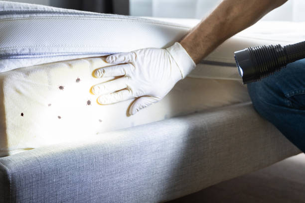 Best Pest Removal Services  in Beale Af, CA