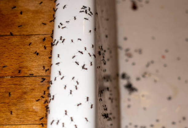 Best Pest Removal Services  in Beale Af, CA