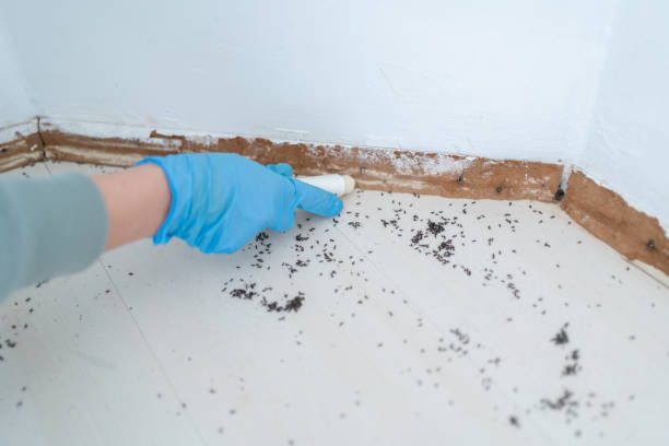 Best Local Pest Control Services  in Beale Af, CA